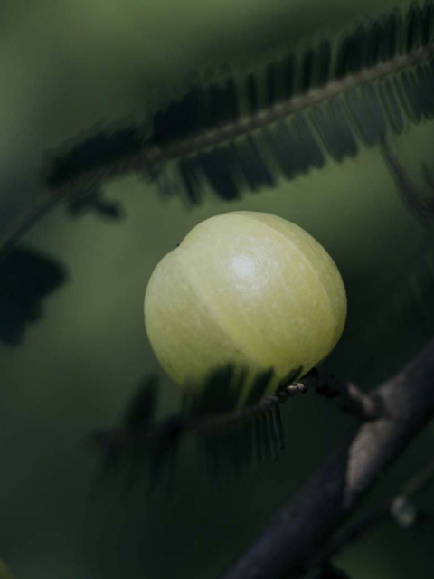  Amla fruit